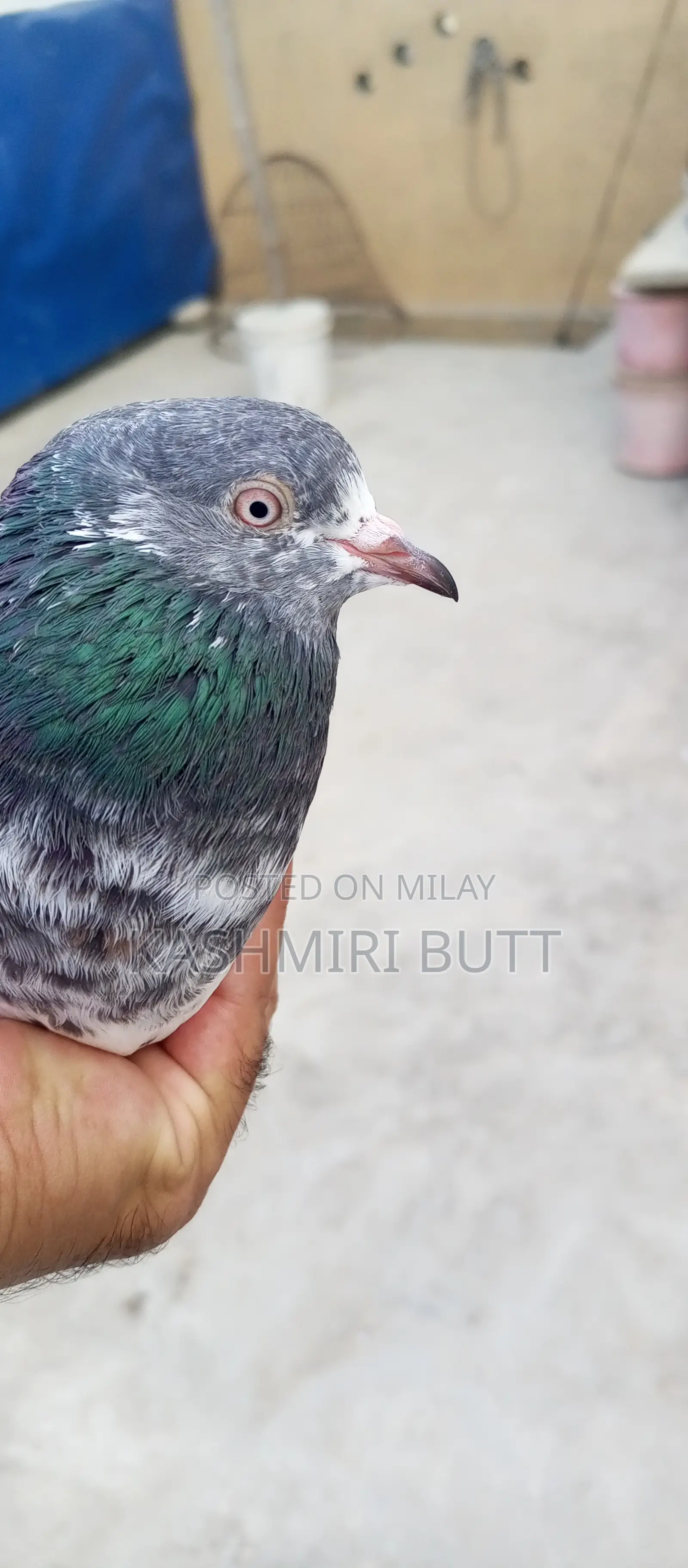 I Want Sale My Top Quality Breeder Pairs