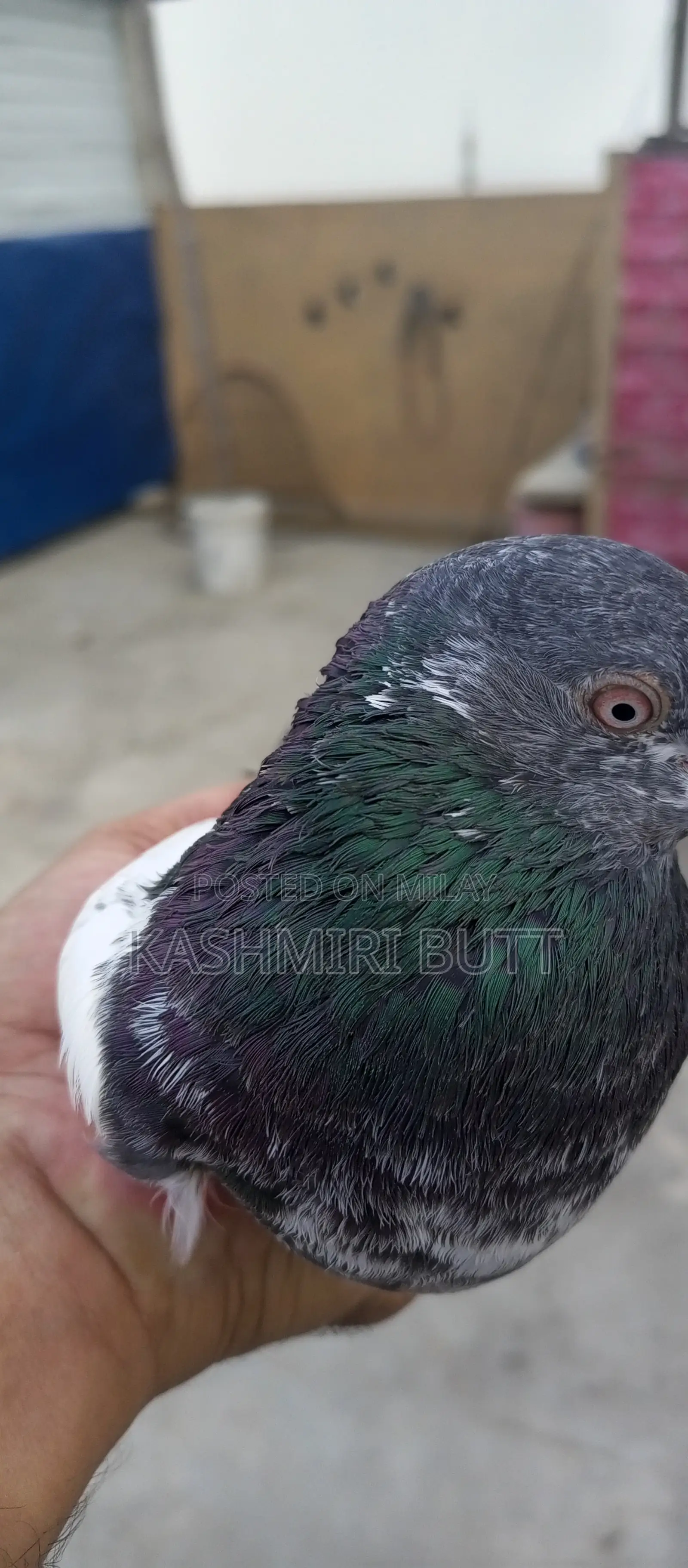 I Want Sale My Top Quality Breeder Pairs