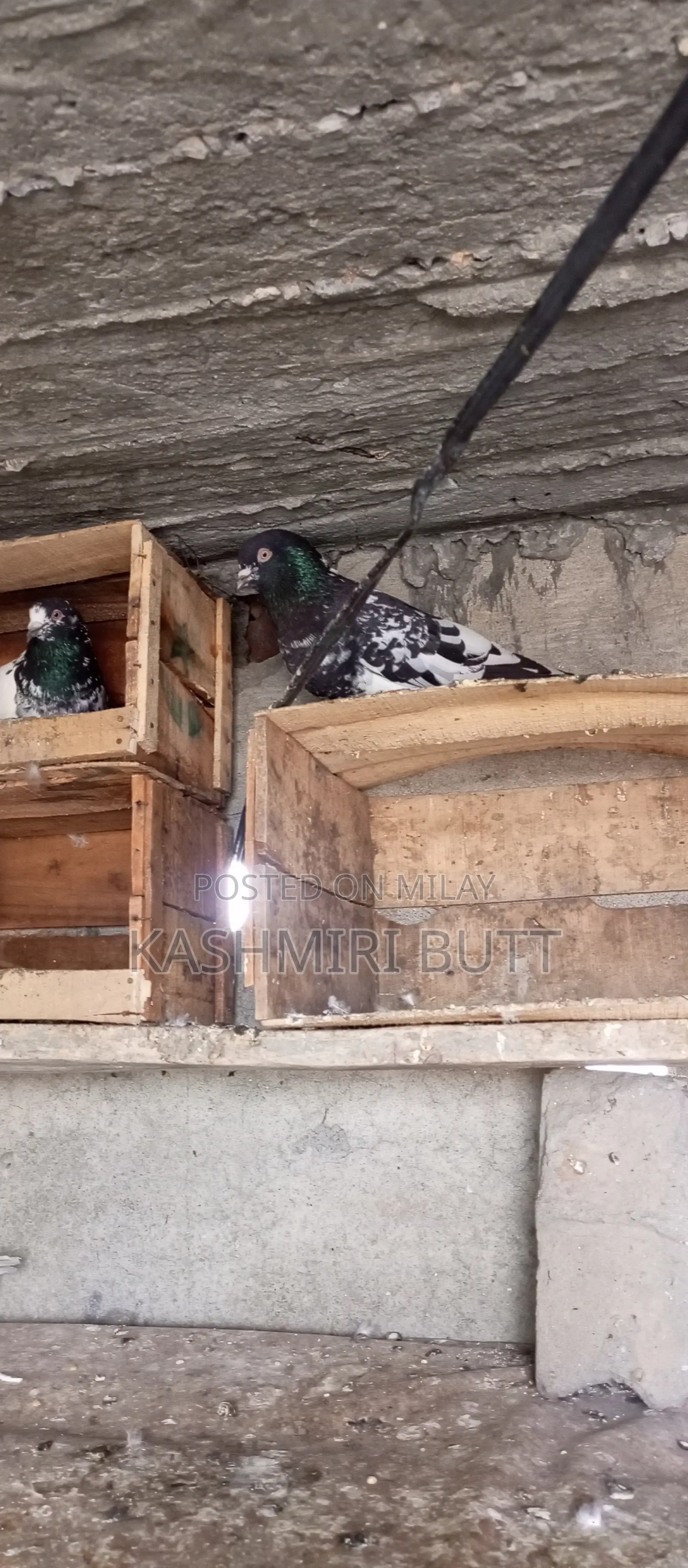 I Want Sale My Top Quality Breeder Pairs