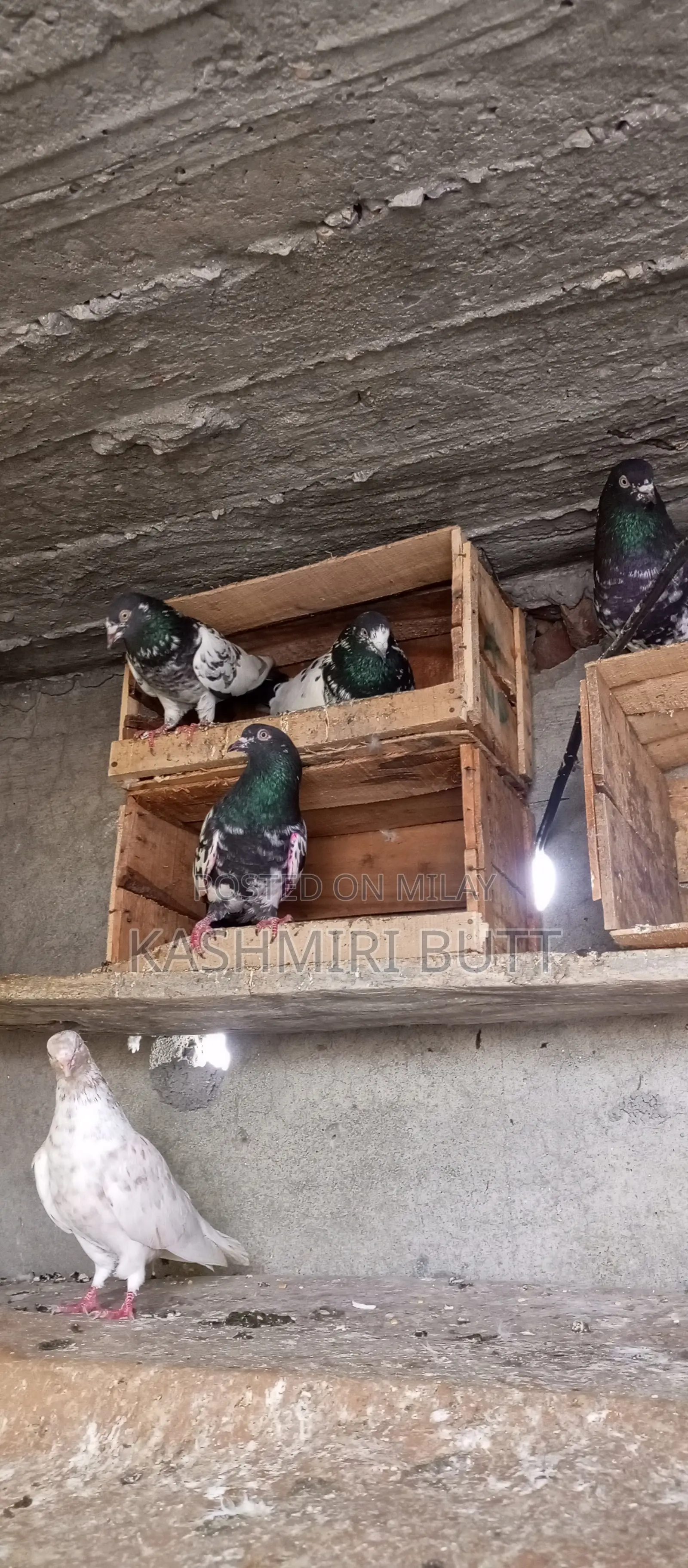 I Want Sale My Top Quality Breeder Pairs