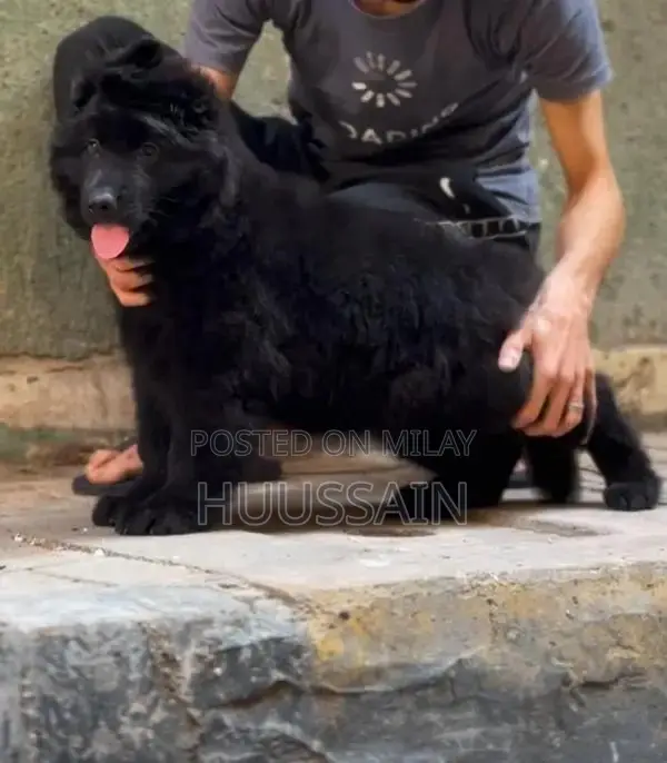 Rare Solid Black Long Coat German Shepherd Puppy
