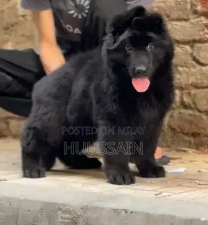 Rare Solid Black Long Coat German Shepherd Puppy