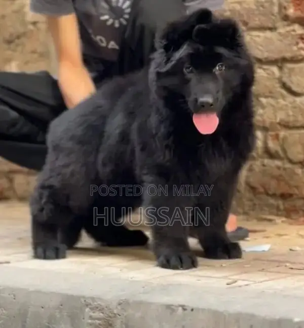 Rare Solid Black Long Coat German Shepherd Puppy