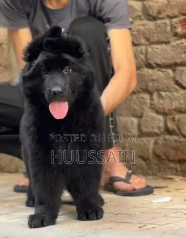 Rare Solid Black Long Coat German Shepherd Puppy