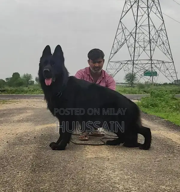 Rare Solid Black Long Coat German Shepherd Puppy