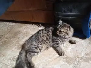 Photo - Beautiful Domestic Cat - Charming Feline Companion