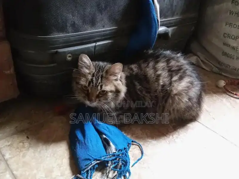 Beautiful Domestic Cat - Charming Feline Companion