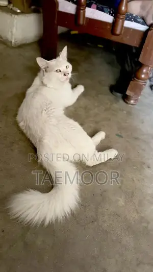 Photo - Pure White Persian Male Cat - 1 Year Old