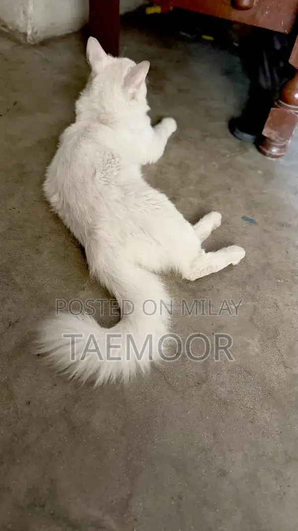 Pure White Persian Male Cat - 1 Year Old
