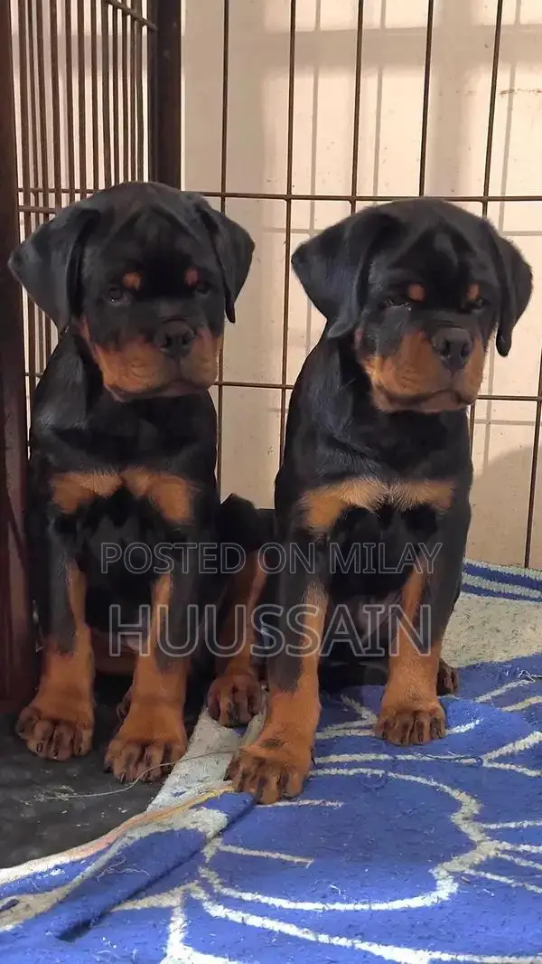 Purebred Rottweiler Puppies - Champion Bloodline