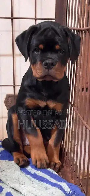 Purebred Rottweiler Puppies - Champion Bloodline