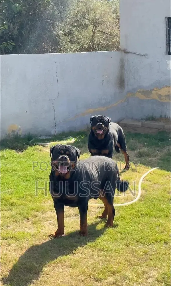Purebred Rottweiler Puppies - Champion Bloodline
