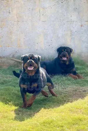 Purebred Rottweiler Puppies - Champion Bloodline