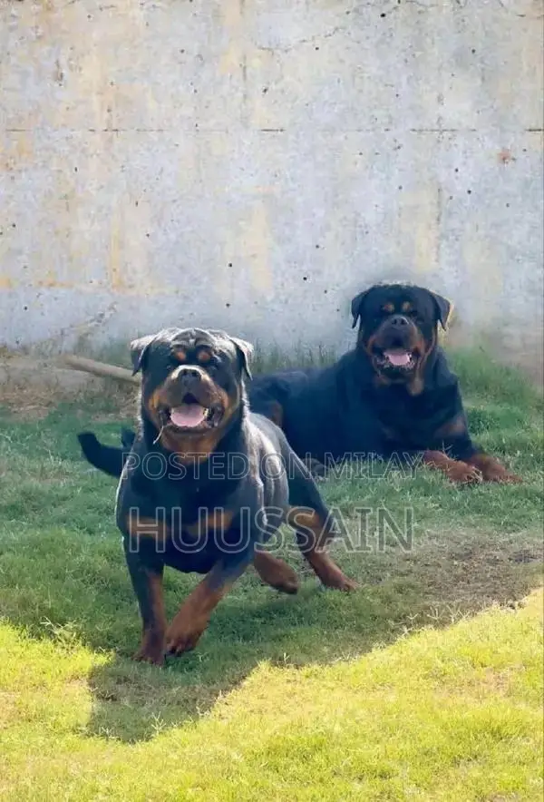 Purebred Rottweiler Puppies - Champion Bloodline