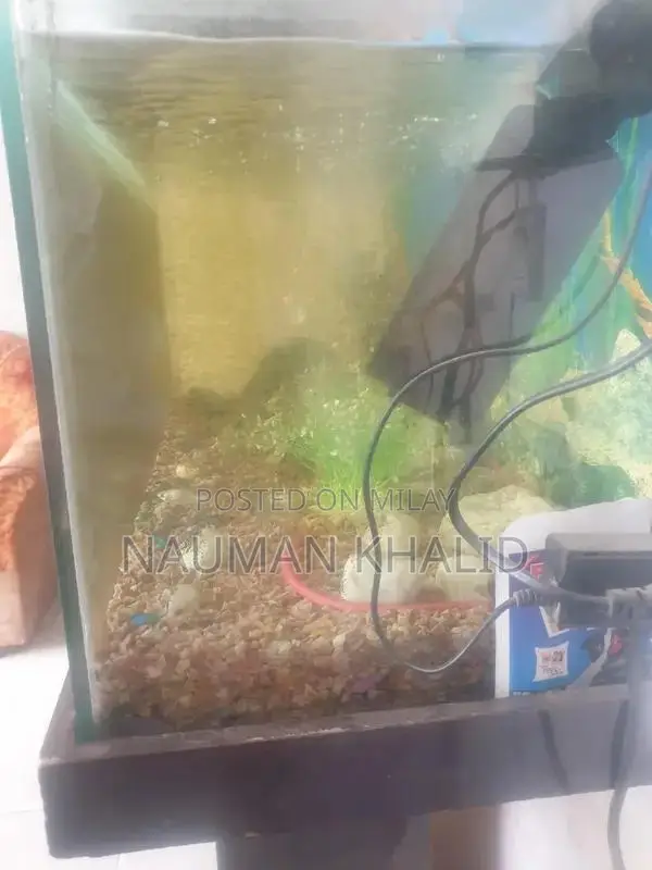 3-Foot Aquarium Kit with Pump, Filter, and Moli Fish
