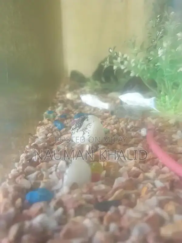 3-Foot Aquarium Kit with Pump, Filter, and Moli Fish