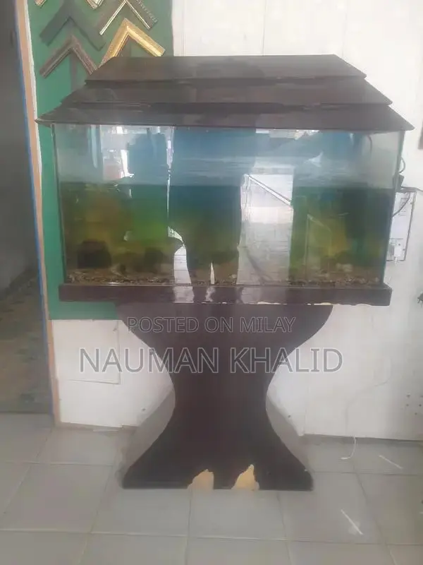 3-Foot Aquarium Kit with Pump, Filter, and Moli Fish