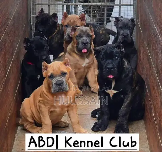 Purebred Cane Corso Puppy - 3 Months Old, Pedigree Certified