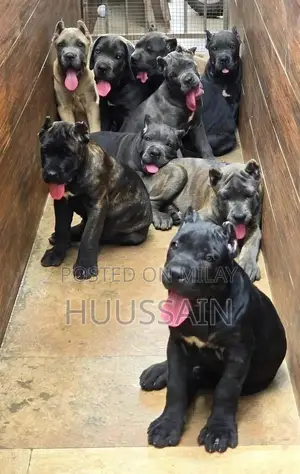 Purebred Cane Corso Puppy - 3 Months Old, Pedigree Certified