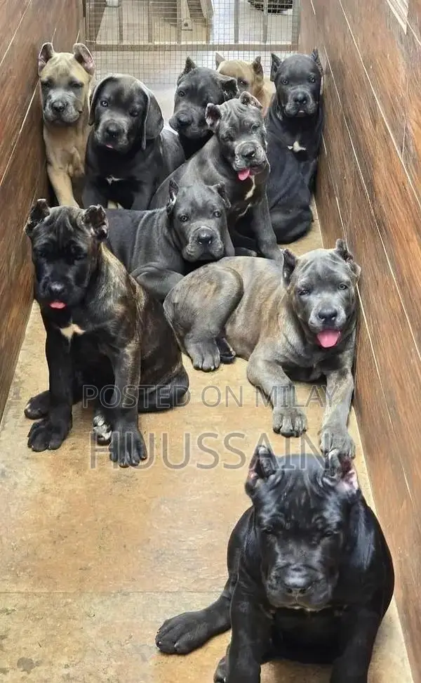 Purebred Cane Corso Puppy - 3 Months Old, Pedigree Certified