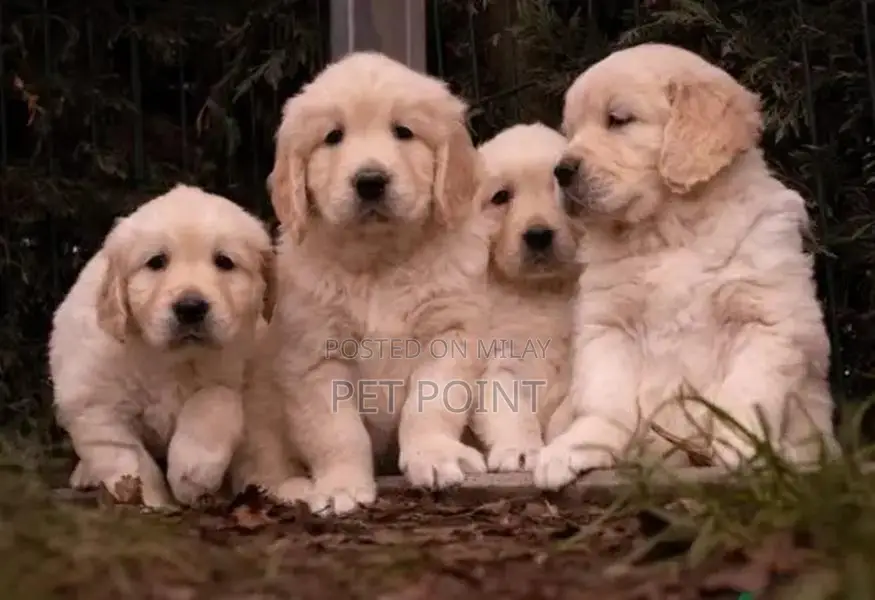 Purebred Golden Retriever Puppies - Male and Female Available