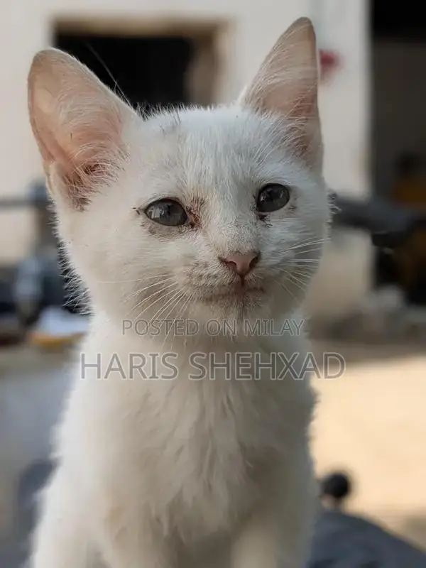 Pure White Female Persian Cat - Long-Haired Companion