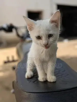 Pure White Female Persian Cat - Long-Haired Companion