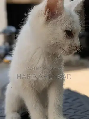 Pure White Female Persian Cat - Long-Haired Companion