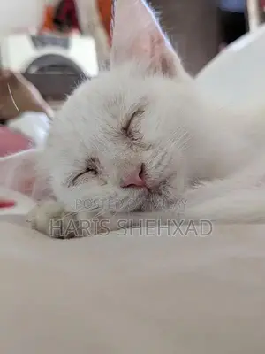 Pure White Female Persian Cat - Long-Haired Companion