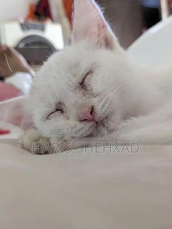 Pure White Female Persian Cat - Long-Haired Companion