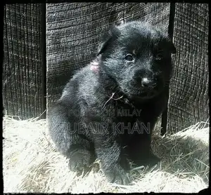 Photo - German Shepherd Male Puppy with Long Coat and Strong Bloodline