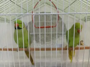 Photo - Raw Parrot Breeding Pair with Housing Accessories
