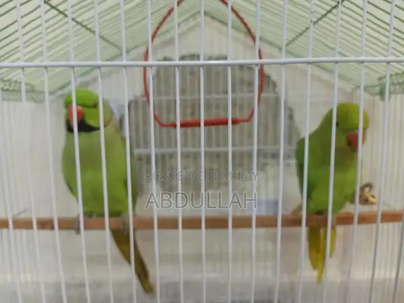 Raw Parrot Breeding Pair with Housing Accessories