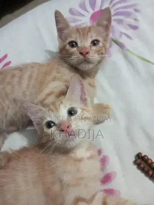 Photo - Adorable 2-Month-Old Orange Female Kitten