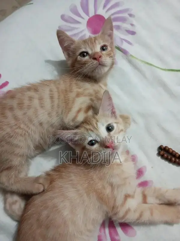 Adorable 2-Month-Old Orange Female Kitten