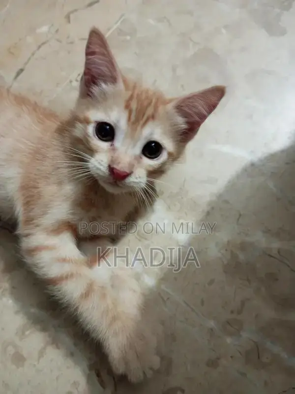 Adorable 2-Month-Old Orange Female Kitten