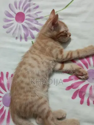 Adorable 2-Month-Old Orange Female Kitten