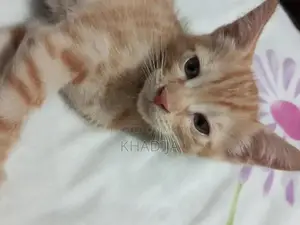 Adorable 2-Month-Old Orange Female Kitten