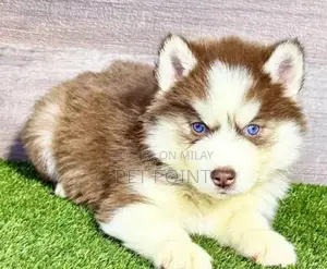 Photo - Purebred Husky Puppies - Male and Female Available