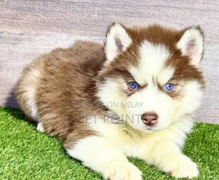 Purebred Husky Puppies - Male and Female Available