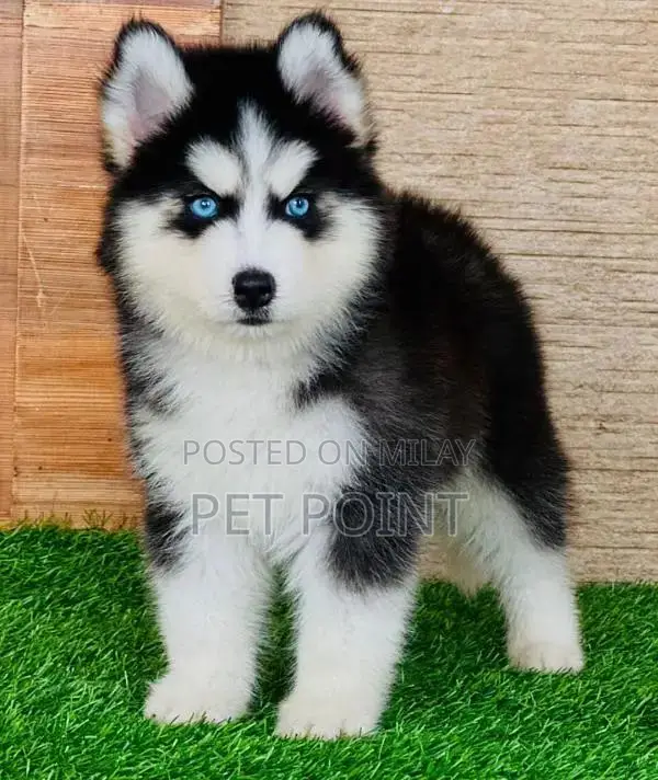 Purebred Husky Puppies - Male and Female Available
