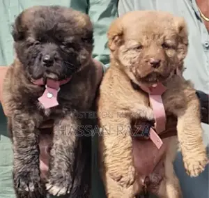 Photo - Purebred Kangal Puppies - Guard Dog Pair, 2 Months Old