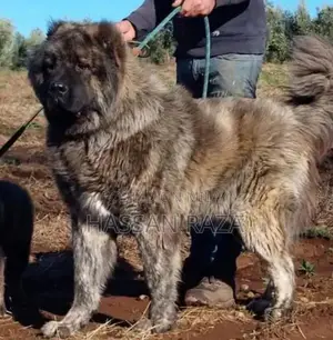 Purebred Kangal Puppies - Guard Dog Pair, 2 Months Old