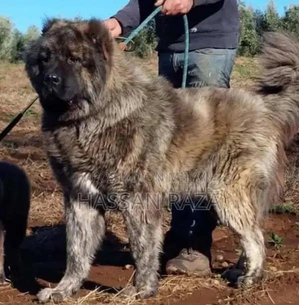 Purebred Kangal Puppies - Guard Dog Pair, 2 Months Old