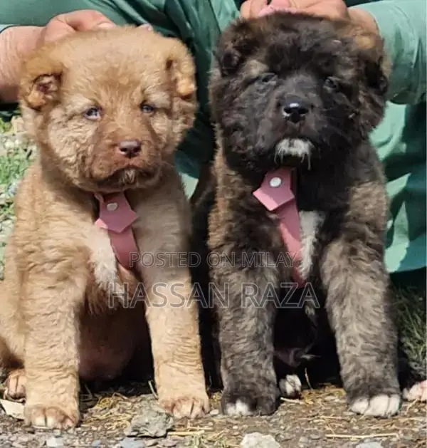 Purebred Kangal Puppies - Guard Dog Pair, 2 Months Old