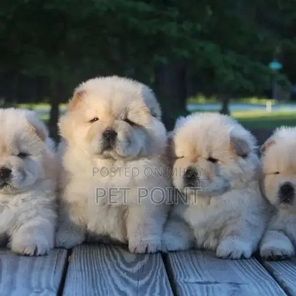 Purebred Chow Chow Puppies - Male and Female Available