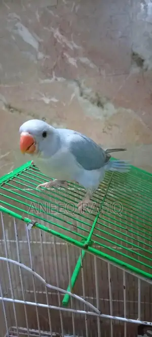 Photo - Violet Ringneck Parrot - Young Female Hand-Raised Companion Bird