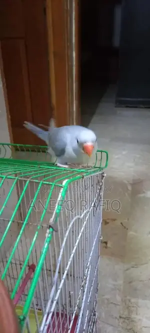 Violet Ringneck Parrot - Young Female Hand-Raised Companion Bird
