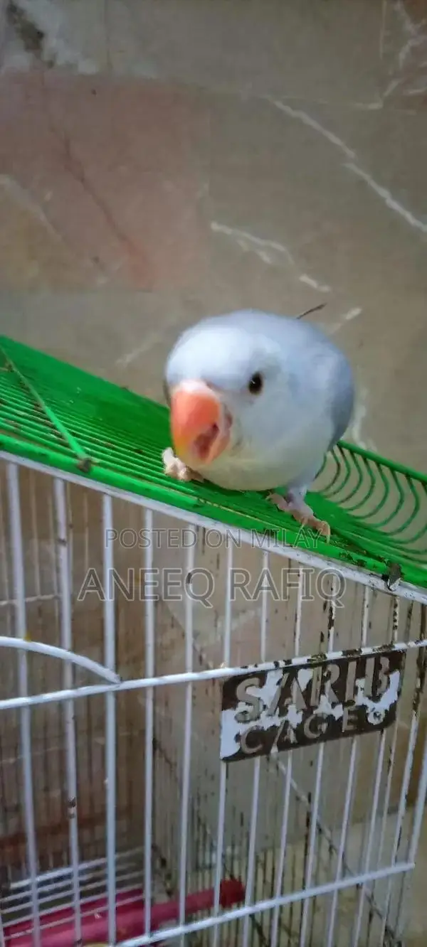 Violet Ringneck Parrot - Young Female Hand-Raised Companion Bird