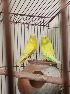 Photo - Australian Parrots Breeding Pair for Sale
